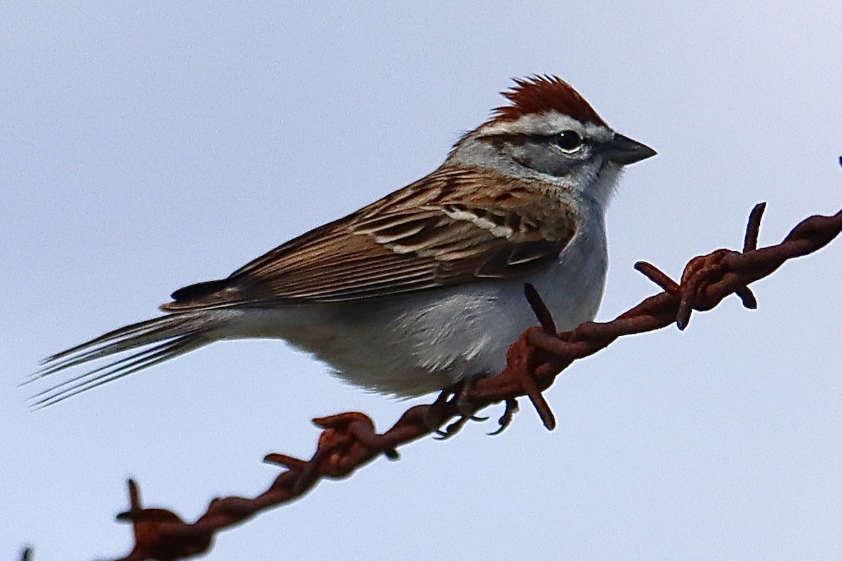Chipping Sparrow - ML617481332