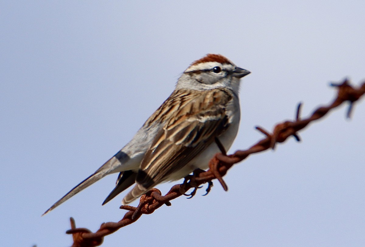 Chipping Sparrow - ML617481333