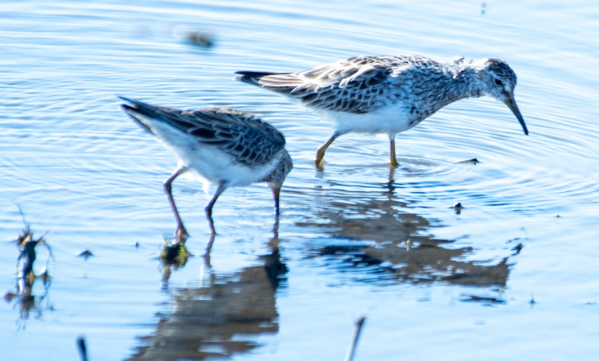 Pectoral Sandpiper - Matt Beisel