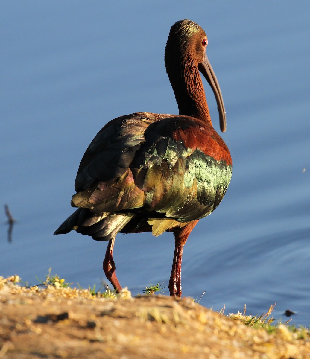 ibis americký - ML617481400