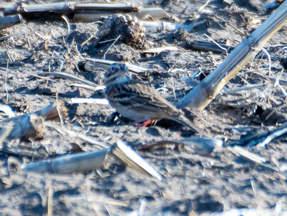 Lark Sparrow - ML617481416