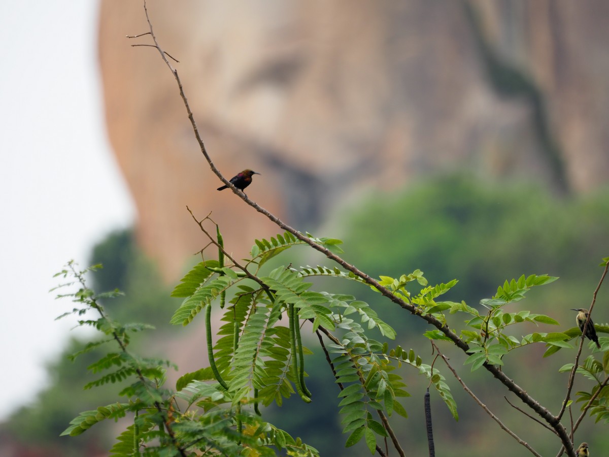 Copper Sunbird - Adrian Hinkle