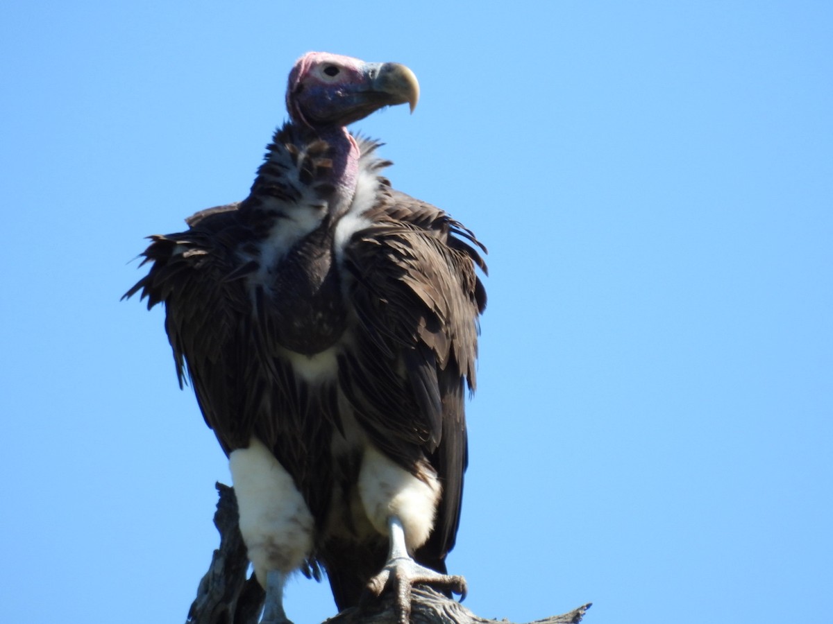 Lappet-faced Vulture - ML617481470