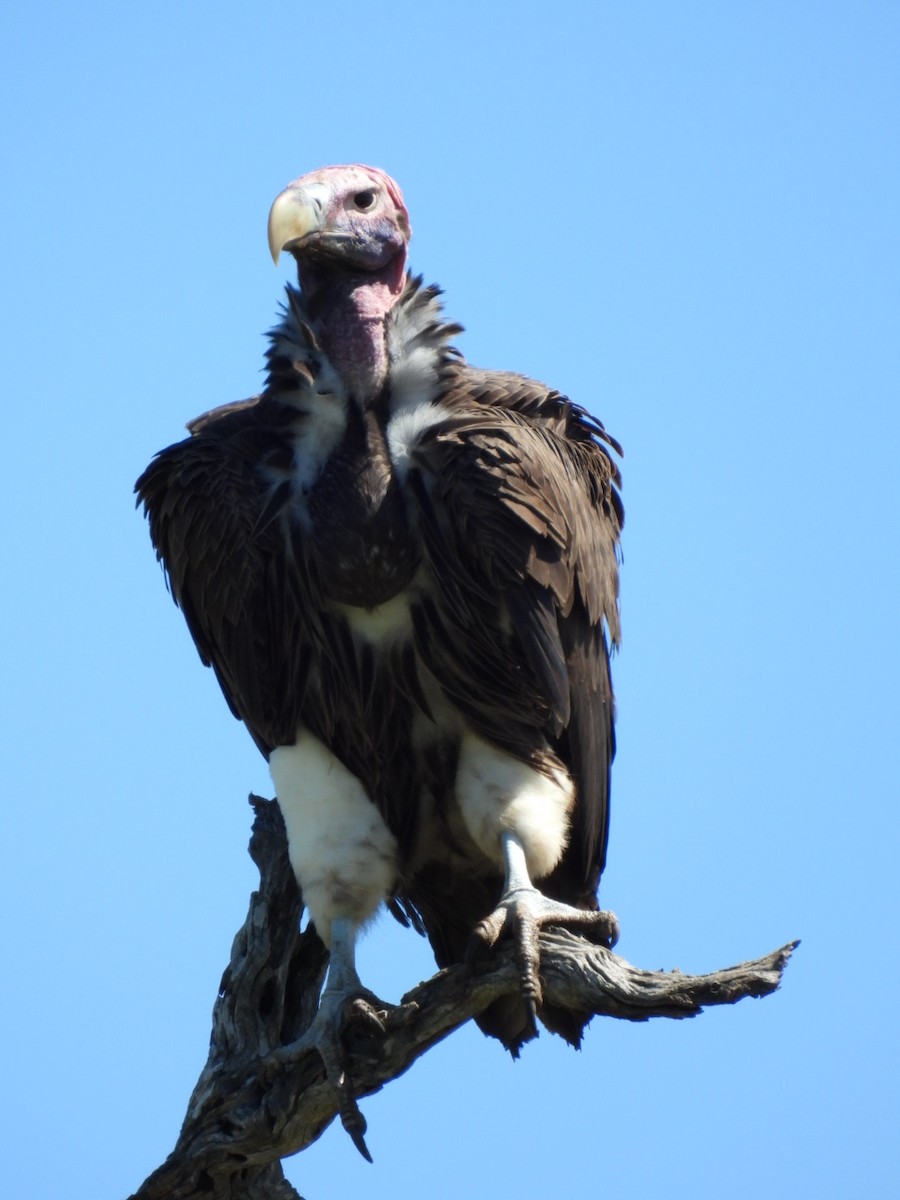 Lappet-faced Vulture - ML617481471