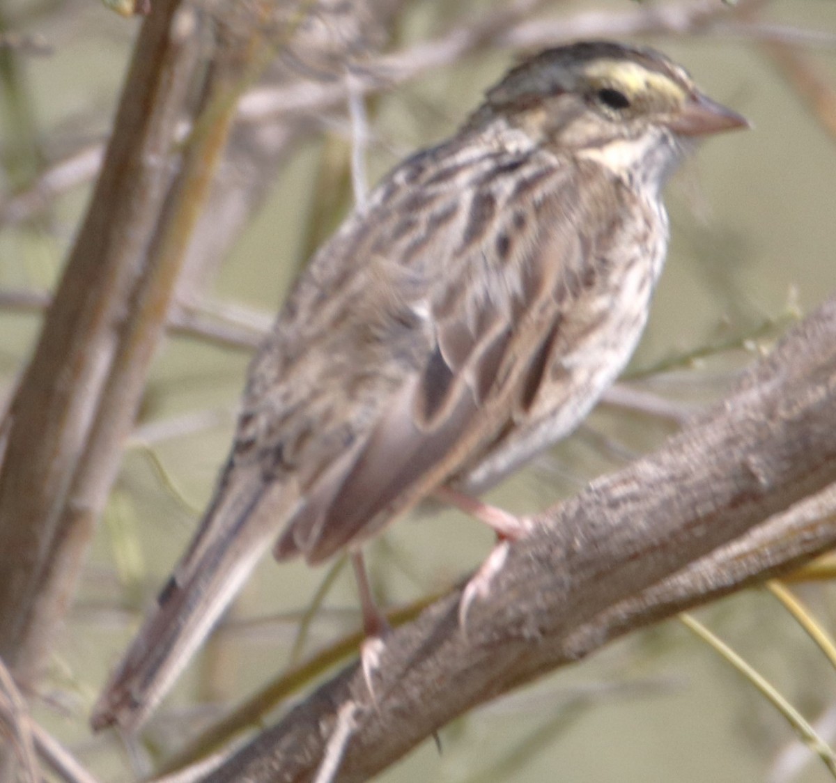 Savannah Sparrow - ML617481523