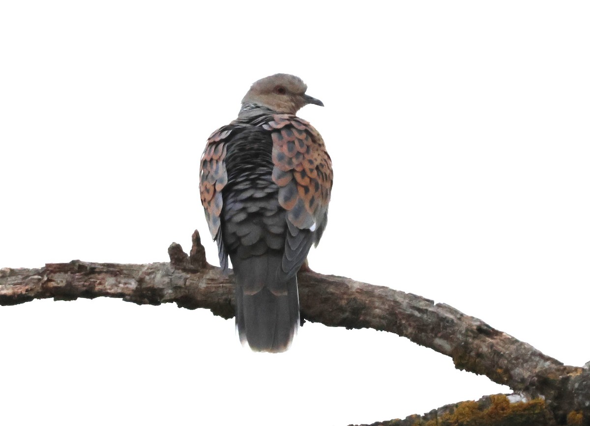 European Turtle-Dove - ML617481550