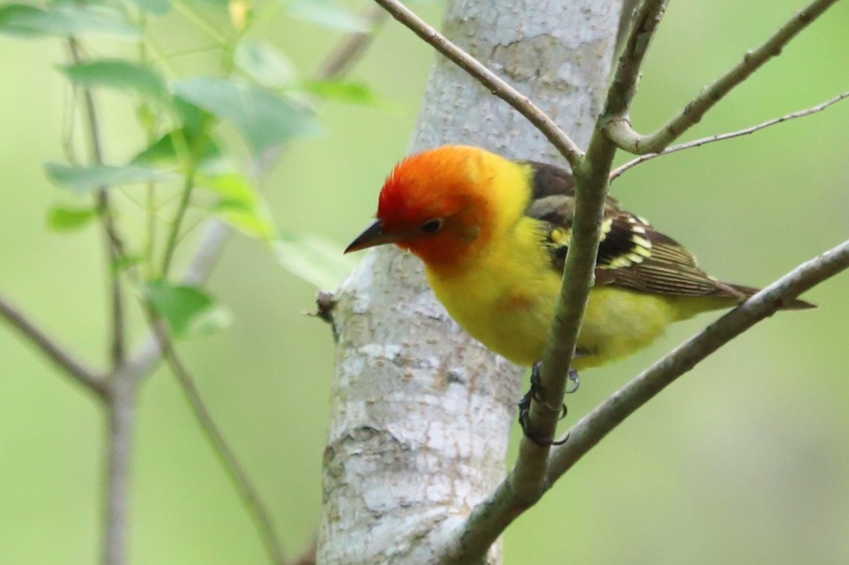 Western Tanager - Judson Lassiter