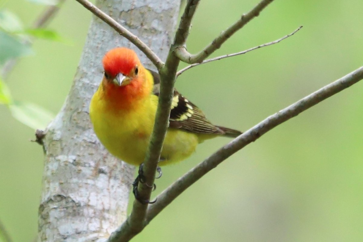 Western Tanager - Judson Lassiter