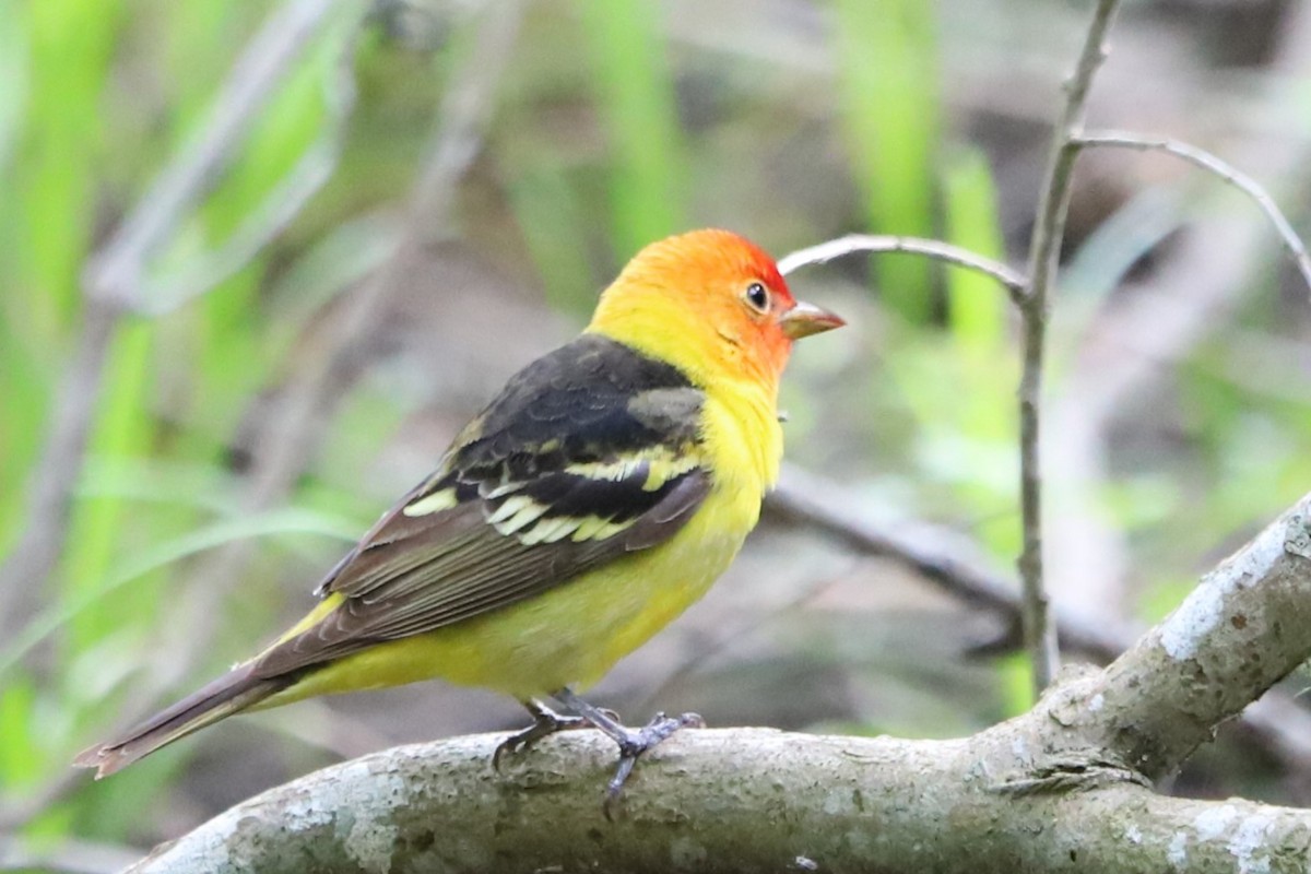 Western Tanager - Judson Lassiter