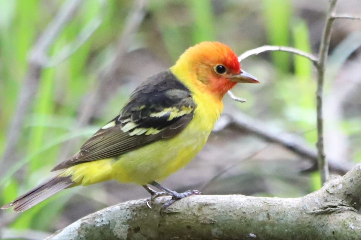 Western Tanager - Judson Lassiter