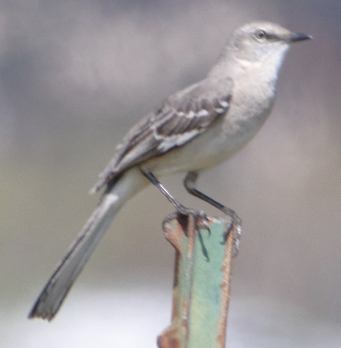 Northern Mockingbird - ML617481583