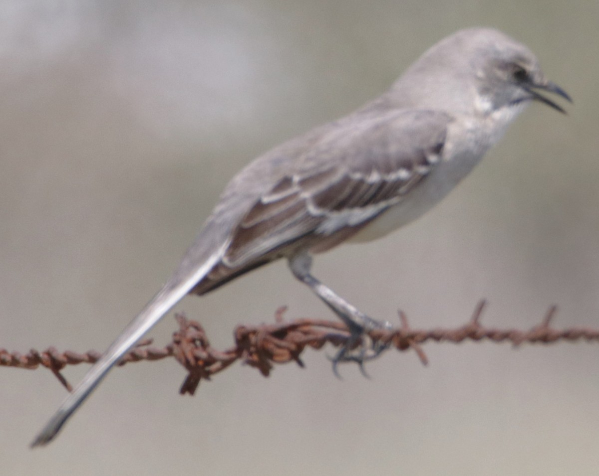 Northern Mockingbird - ML617481584