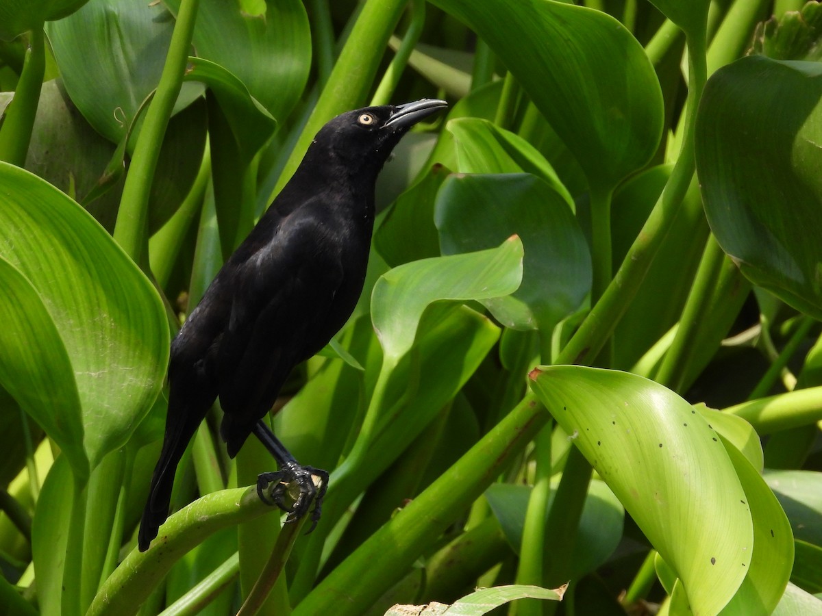 Carib Grackle - ML617481609