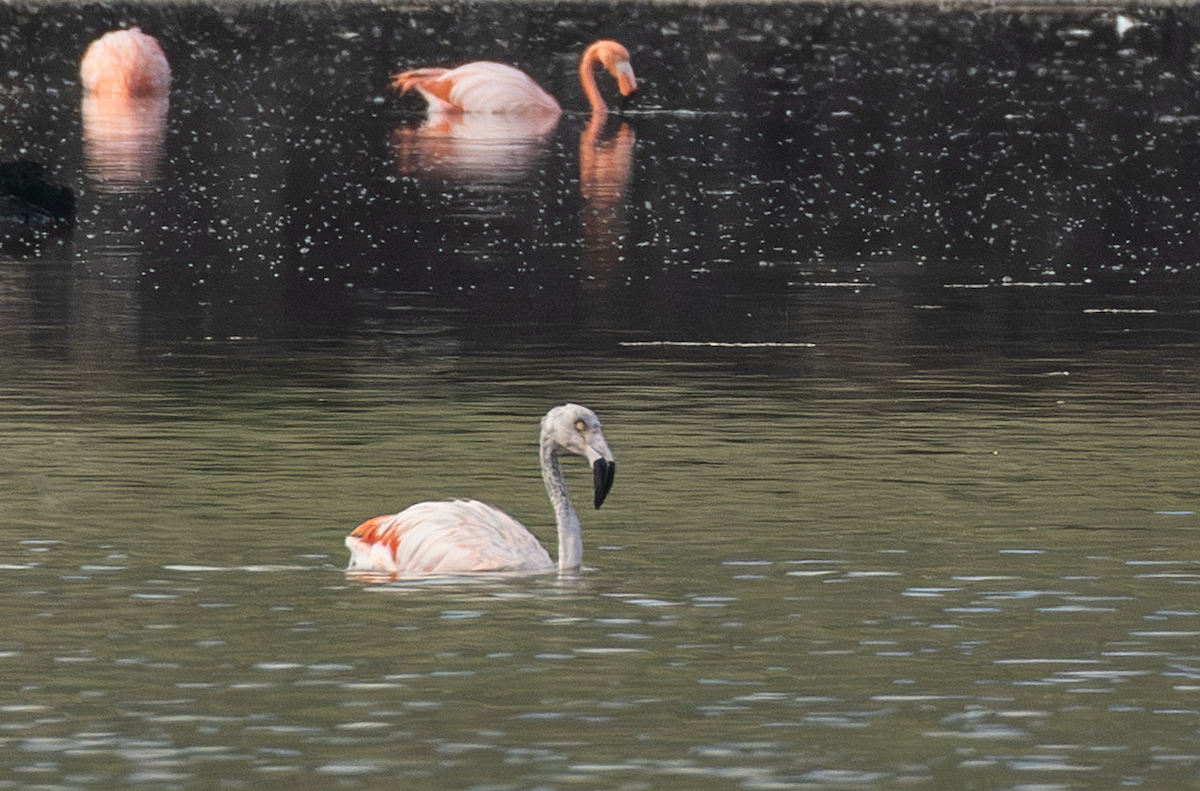 Chilean Flamingo - Ernst Mutchnick