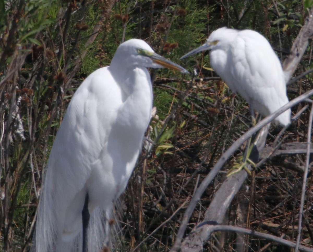 Great Egret - ML617481637