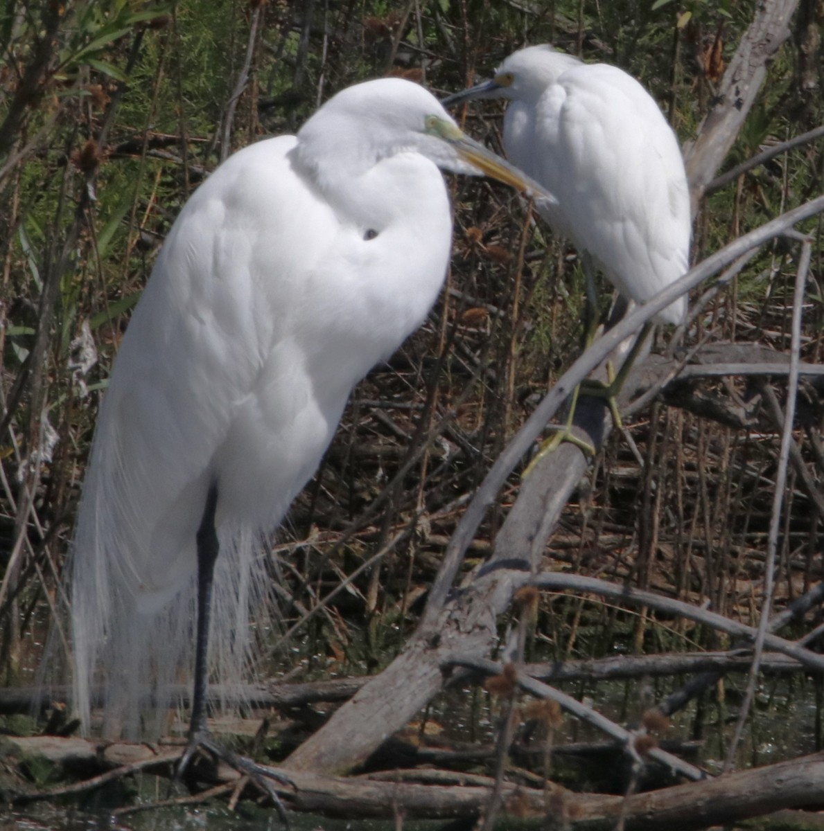 Great Egret - ML617481638