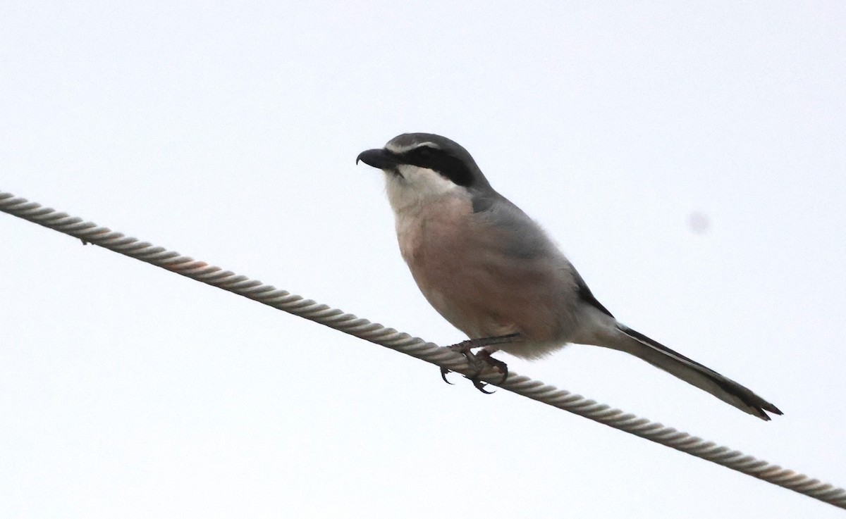 חנקן ספרדי - ML617481643