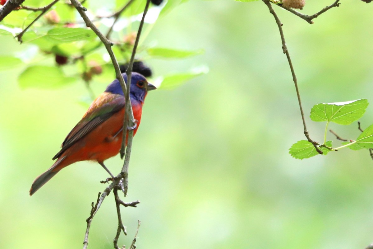 Painted Bunting - Judson Lassiter