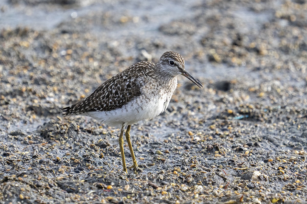 Wood Sandpiper - ML617481703