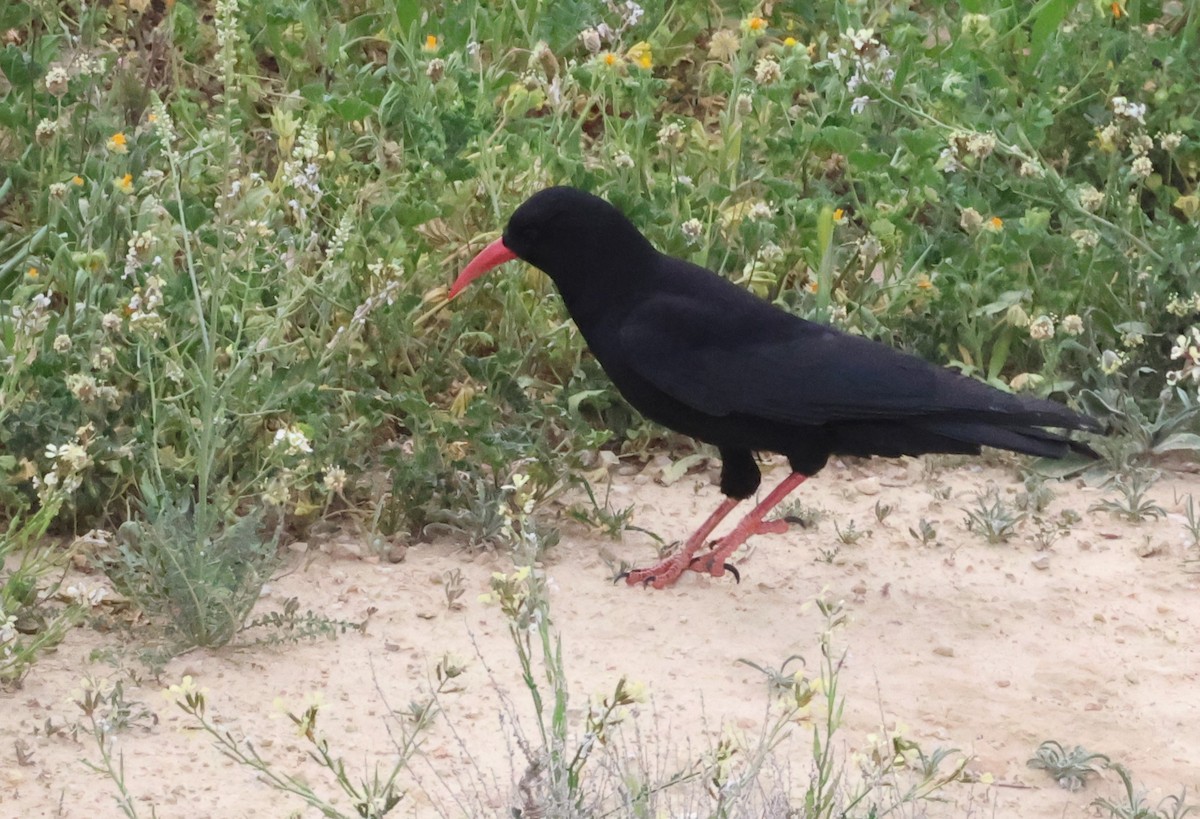 Red-billed Chough - ML617481706