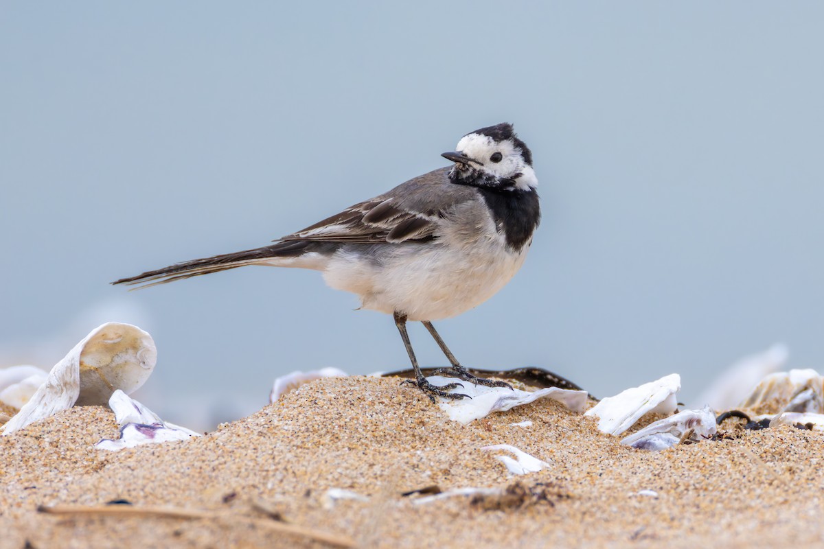 White Wagtail - ML617481761