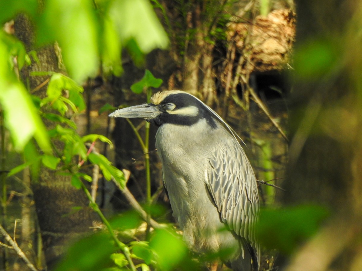 Yellow-crowned Night Heron - Ryne VanKrevelen