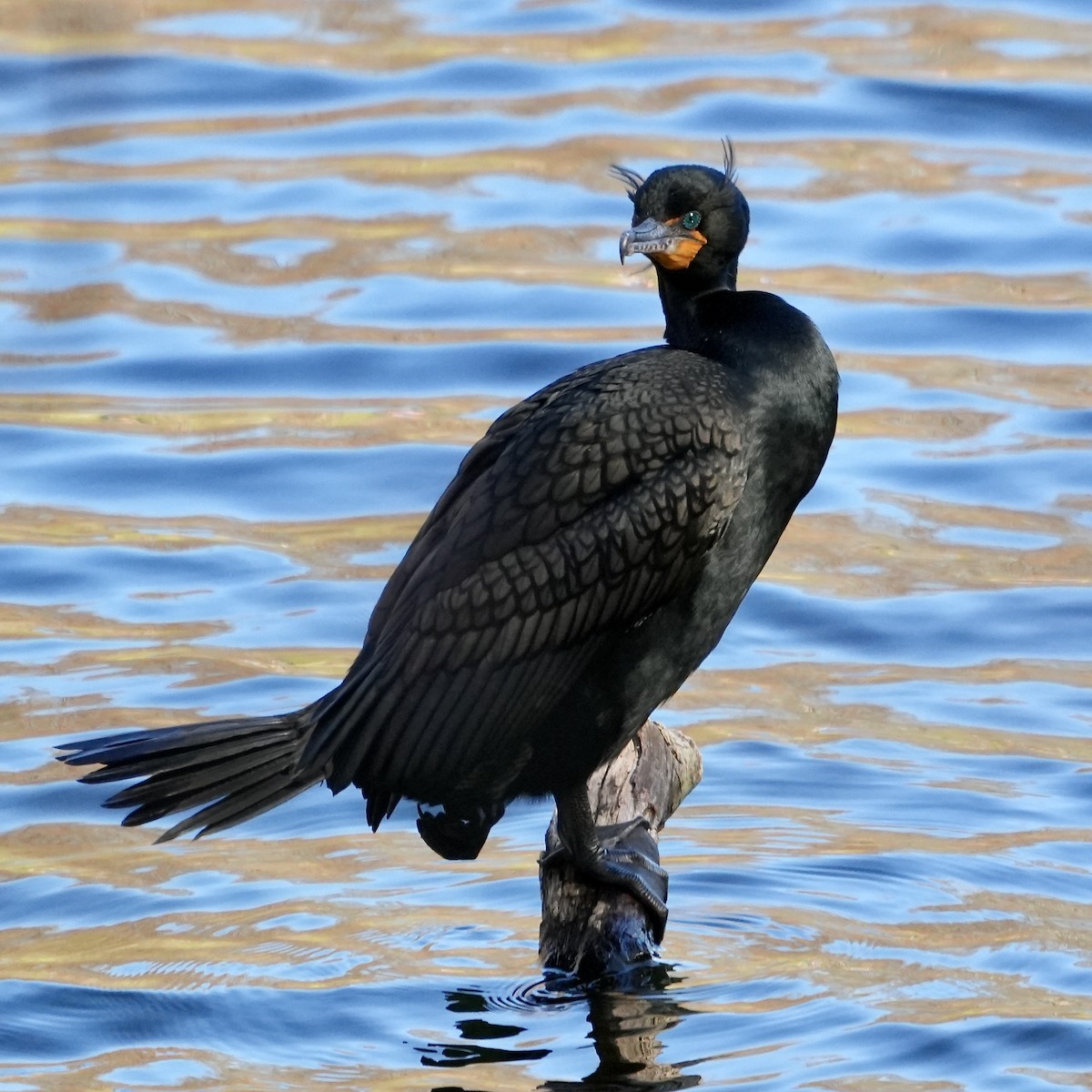 Double-crested Cormorant - Troy Gorodess