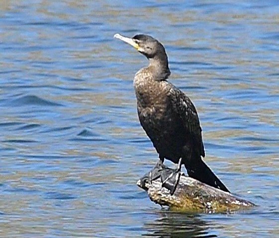 Neotropic Cormorant - ML617481880