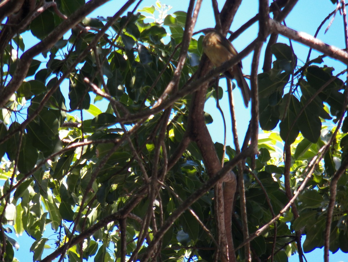 Cinnamon-bellied Saltator - ML617481938