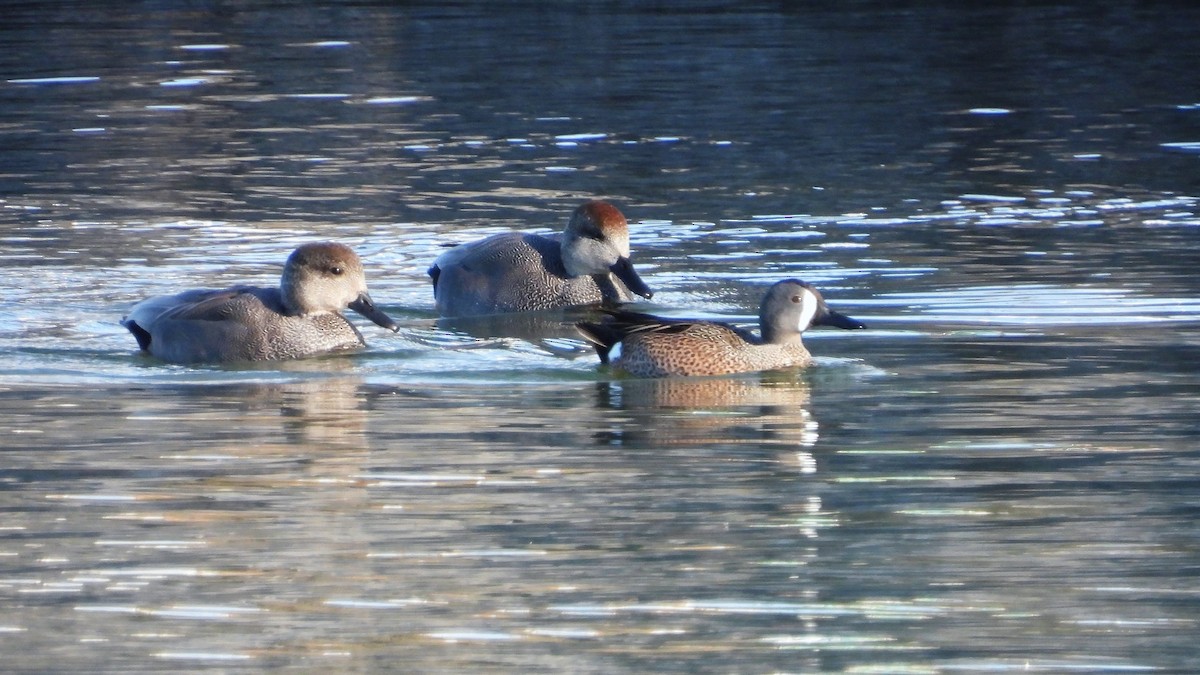 Blue-winged Teal - ML617481945