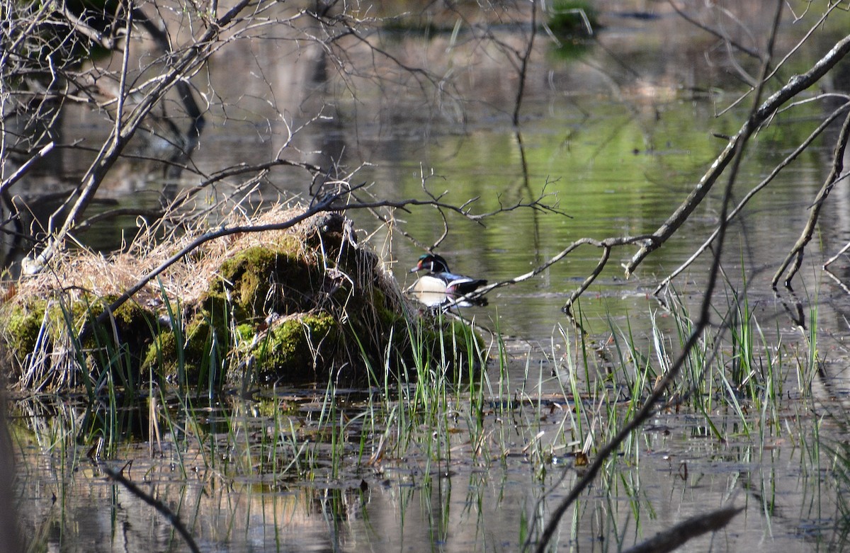 Wood Duck - ML617481951