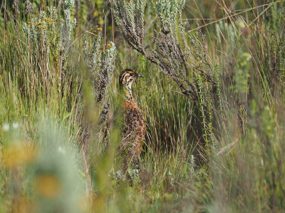 Francolín Etíope (elgonensis) - ML617481973