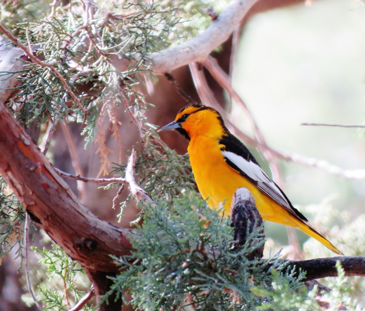 Bullock's Oriole - Holly Sweeney