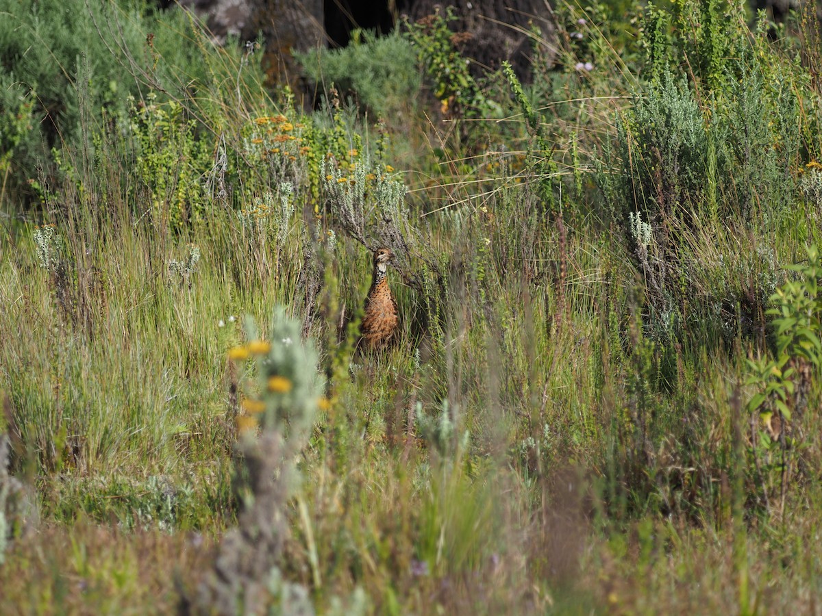 Francolín Etíope (elgonensis) - ML617481975