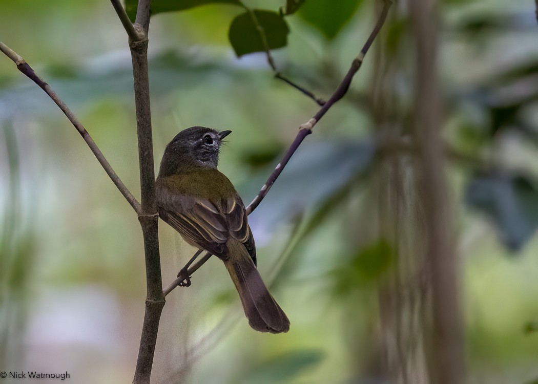 Greenish Elaenia - ML617481979