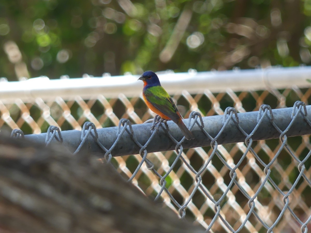 Painted Bunting - ML617481990