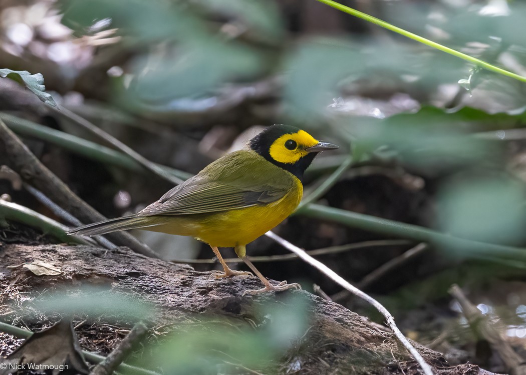 Hooded Warbler - ML617482000