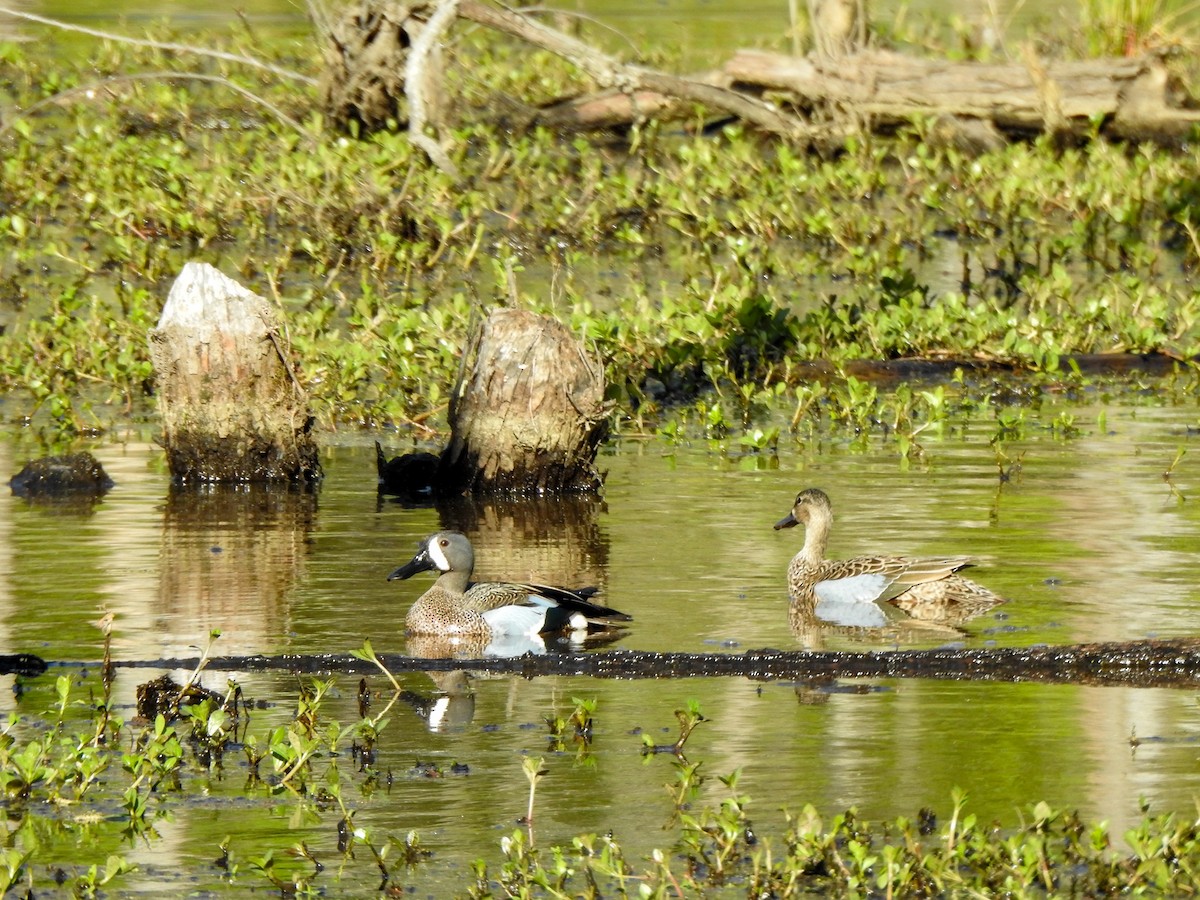 Blue-winged Teal - ML617482015