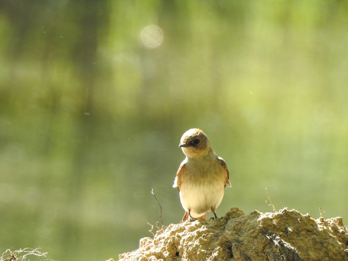 Northern Rough-winged Swallow - Ryne VanKrevelen