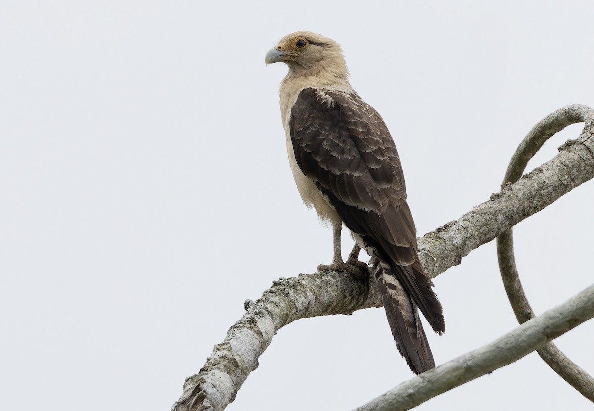 Caracara Chimachima - ML617482030