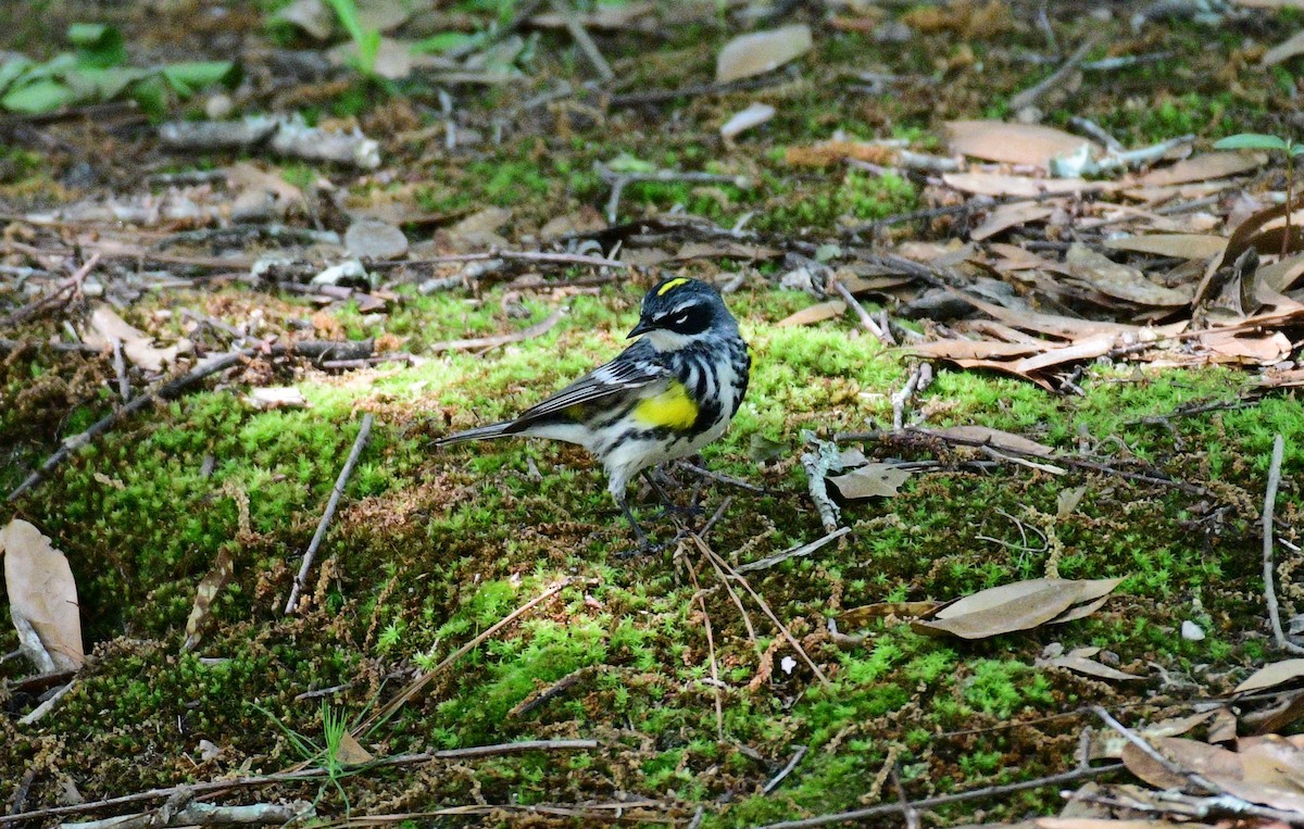 Yellow-rumped Warbler - John Becker