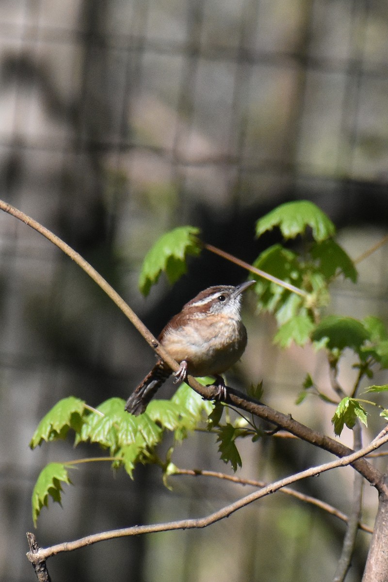 Carolina Wren - ML617482084