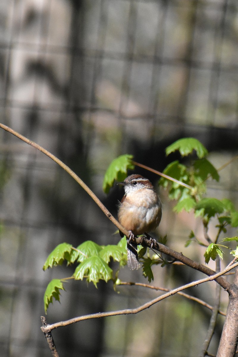 Carolina Wren - ML617482085