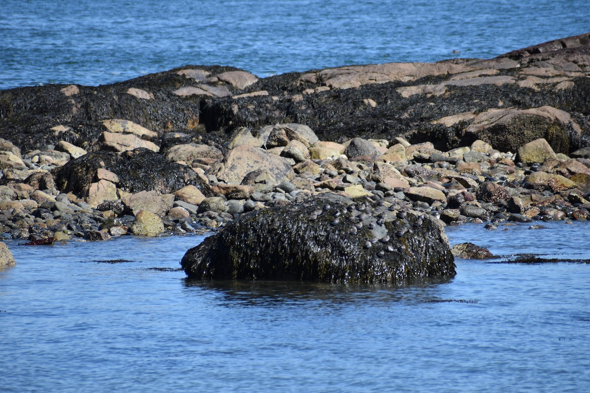 Purple Sandpiper - ML617482127