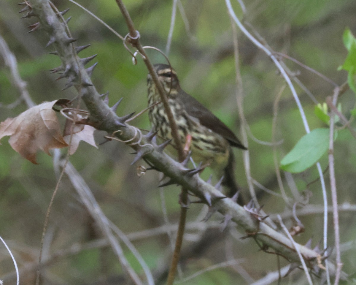 Northern Waterthrush - ML617482132