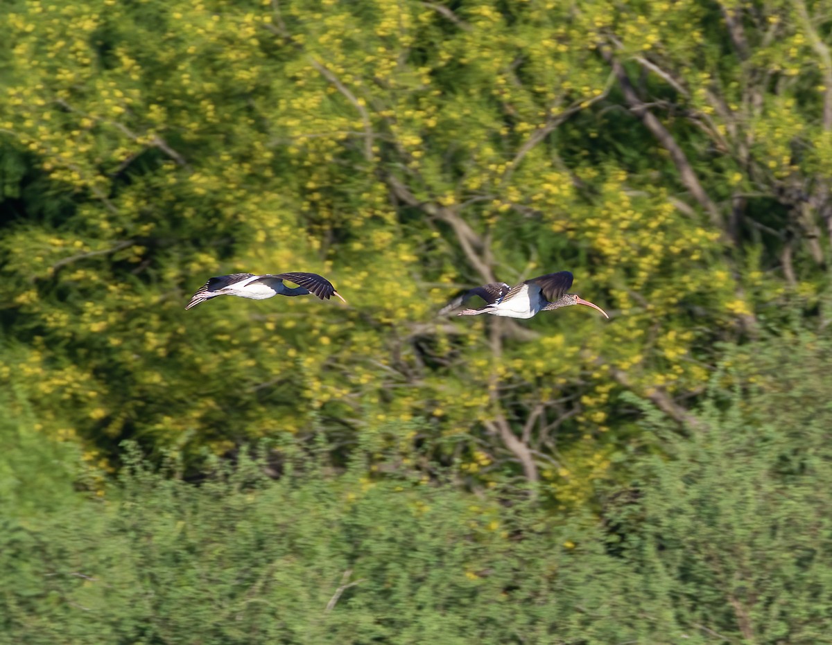 White Ibis - ML617482134