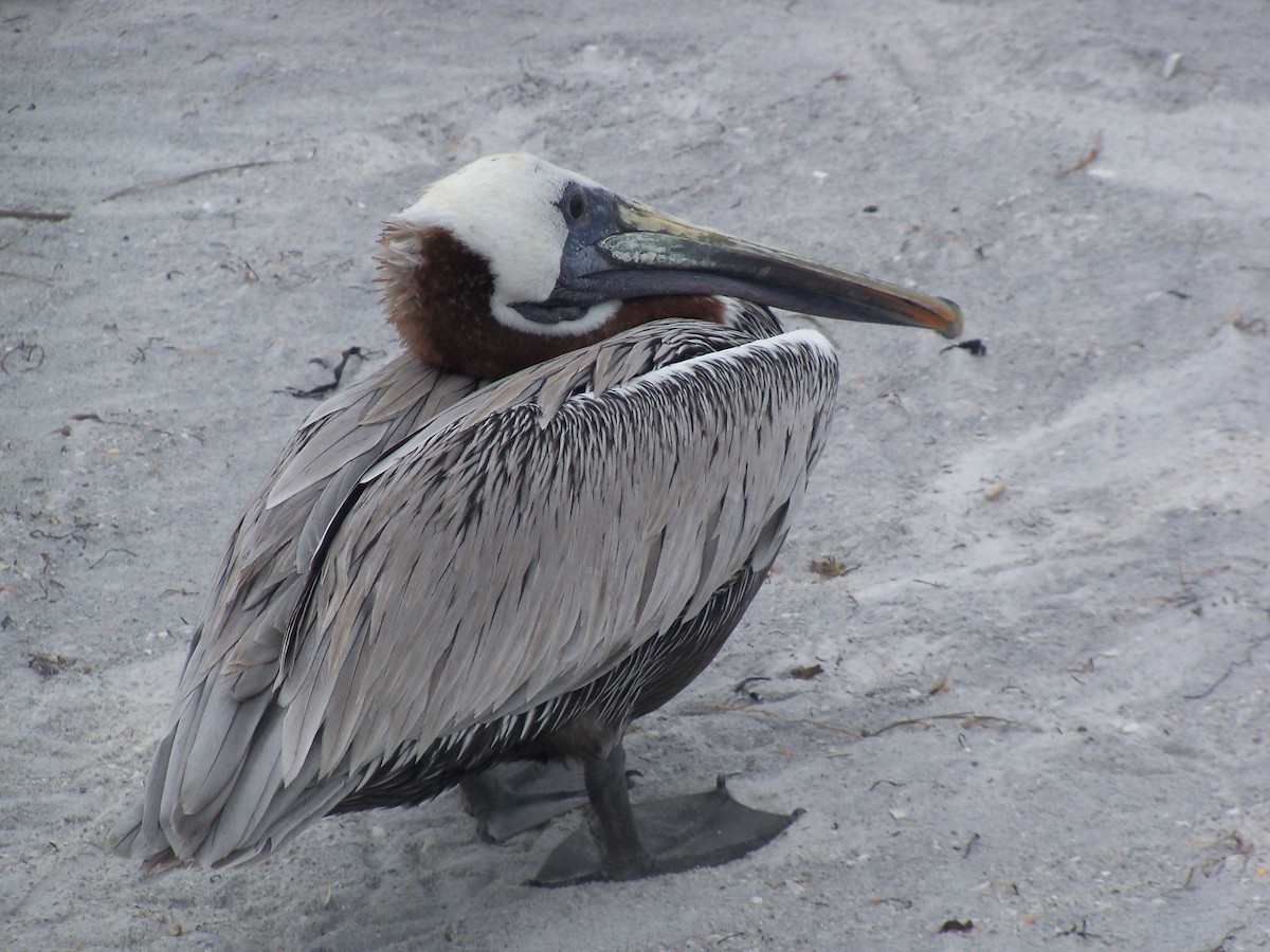 pelikán hnědý - ML617482168