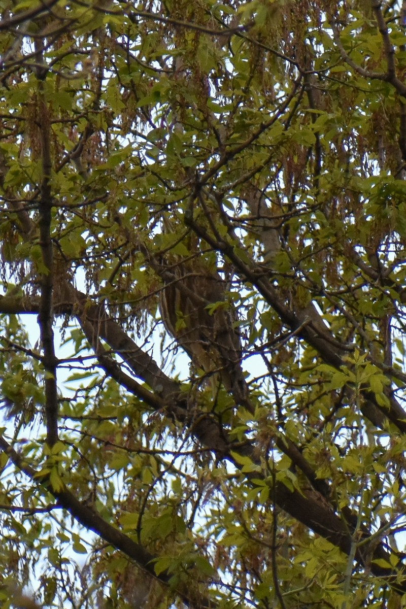 American Bittern - ML617482179