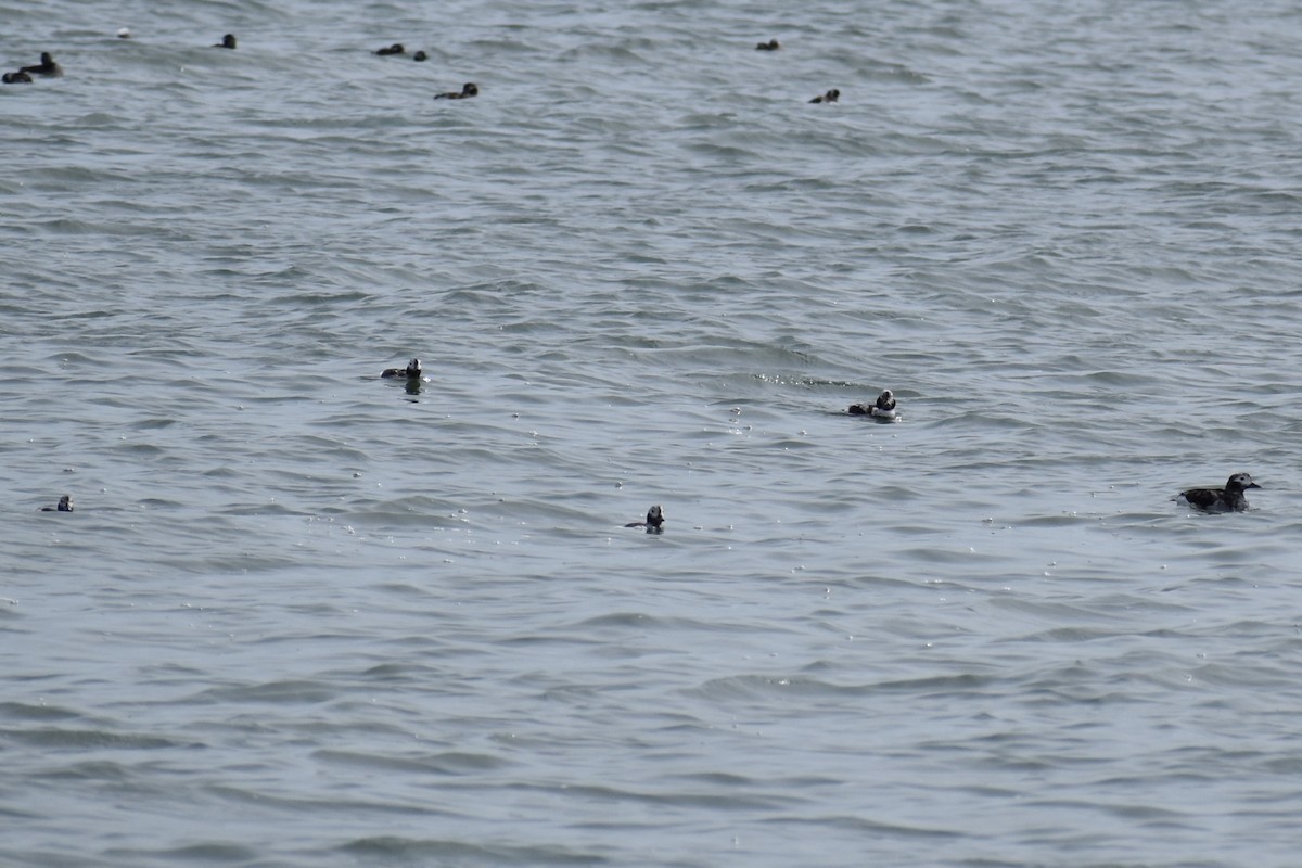 Long-tailed Duck - ML617482229