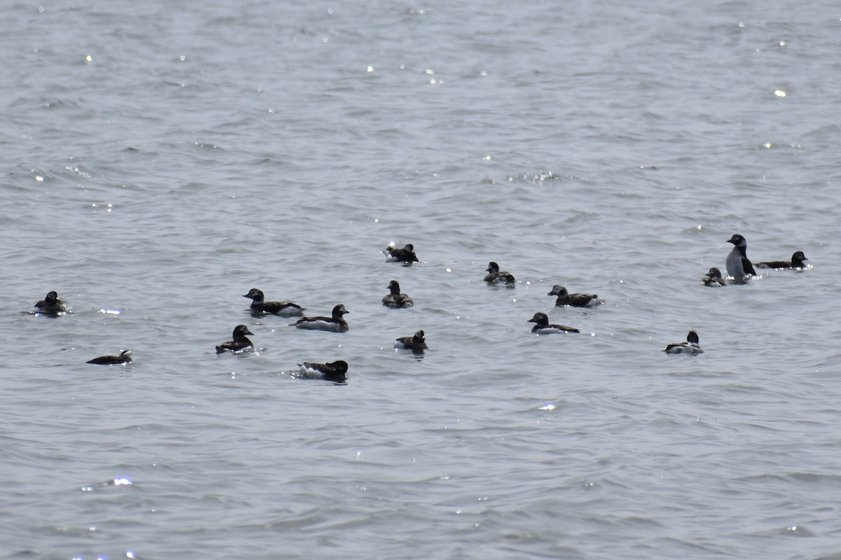 Long-tailed Duck - ML617482230